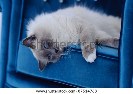 A purebred Ragdoll cat lays on his side on the cushion of a chair. The cats eyes are blue and the chair is a similar blue. The cat looks at the camera.