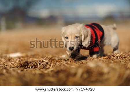 An eleven week old Dachshund puppy walks in wood chips. He looks at the camera and wears a red and black striped sweater. There are wood chips on his nose and sweater.