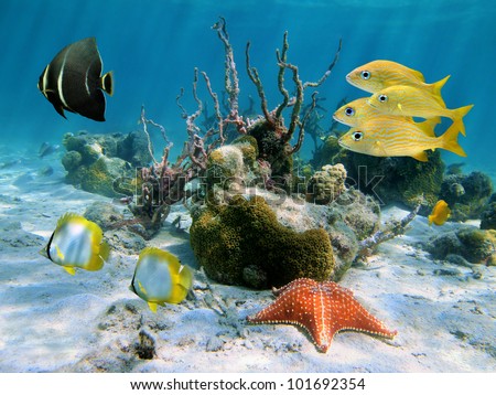 Underwater tropical fish with a starfish and corals in the Caribbean sea