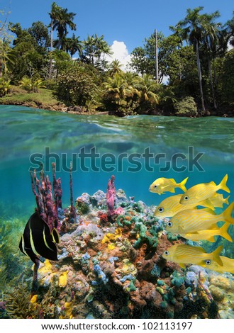 Over-under split view with colorful underwater marine life in a coral reef near tropical coast