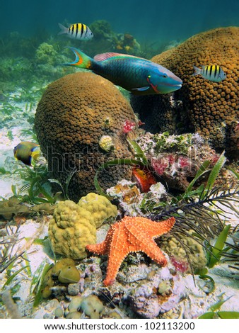 Underwater seabed in the Caribbean sea with Great Star coral, colorful fish and a starfish