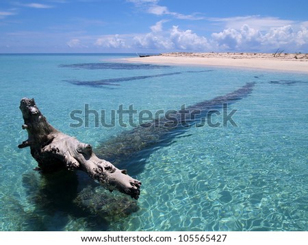 Driftwood large tree trunk in clear water near a sandy beach of a tropical island