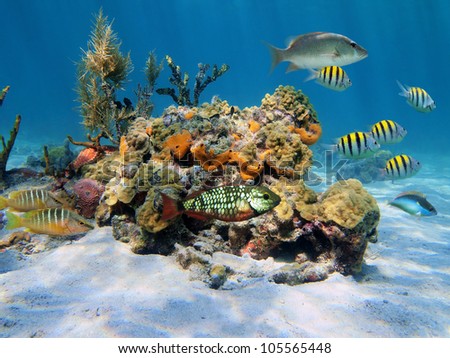 Colorful tropical sea life under water in the Caribbean with fish, coral and sponge