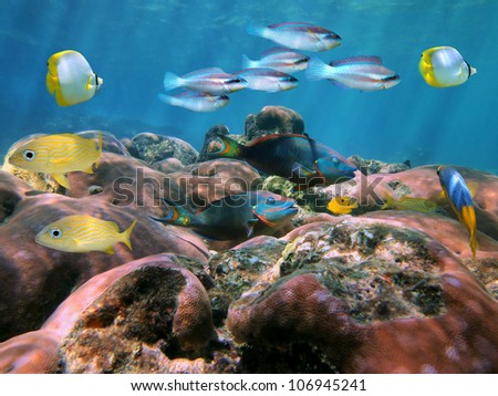 Coral reef under water with school of colorful tropical fish in the Caribbean sea