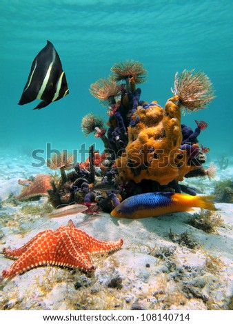 Under sea in the Caribbean with colorful marine life, starfish and tropical fish