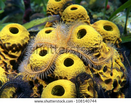 Close-up view of a sponge brittle star, Ophiothrix suensonii, over yellow tube sponges