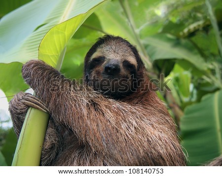 Three-toed sloth in a banana tree, Costa Rica, Central America