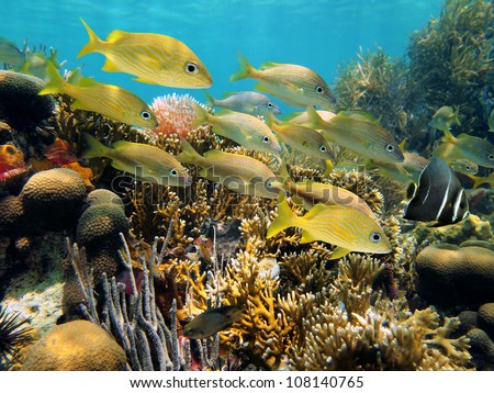 Shoal of grunt fish in a beautiful coral reef with an angelfish leading them, Caribbean sea, Yucatan, Mexico