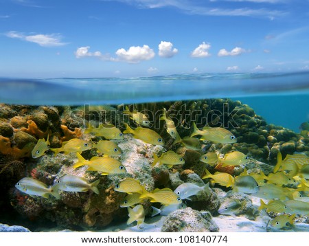 Above and below water surface in the Caribbean sea with a shoal of tropical fish in a coral reef and blue sky with small clouds