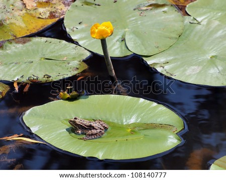 Frog on a water-lily leaf in a pond