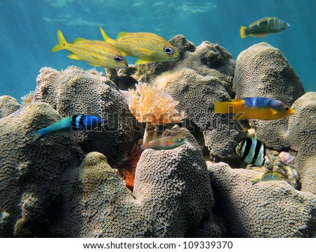 Great Star coral underwater with colorful tropical fish and a feather duster worm, Caribbean sea