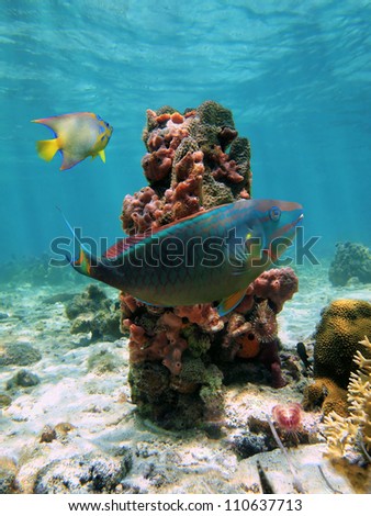 Underwater marine life in the Caribbean sea with a parrot fish and a column of sponges