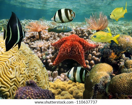 Garden of corals under water surface with a starfish and colorful tropical fish