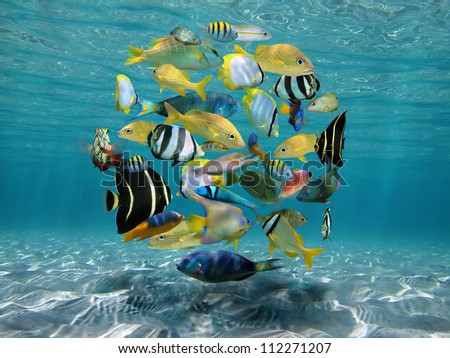 Shoal of colorful tropical fish under sea form a circle between sandy seabed and water surface