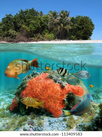 Tropical sea over-under view with Caribbean beach and below waterline, red encrusting sponge with coral and tropical fish