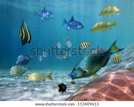 Colorful school of fish with ripples of sunlight reflected on the ocean floor