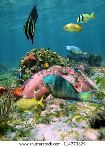 Colorful fish with coral and starfish in the Caribbean sea