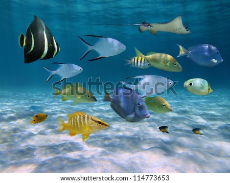 School of fish with ripples of sunlight reflected on sandy ocean floor