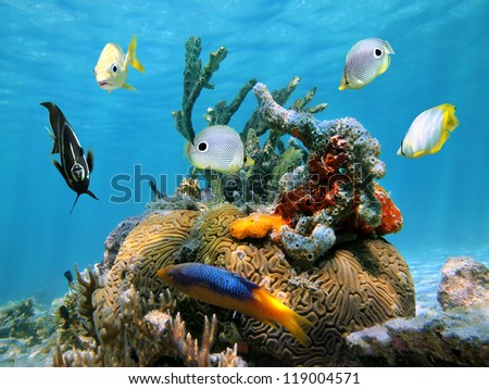 Brain coral with colorful sea sponges and tropical fish in the Caribbean sea
