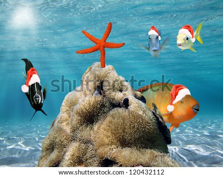 Underwater Christmas scene with funny tropical fish in red Santa Claus hat and a starfish on top of a pile of sea anemone