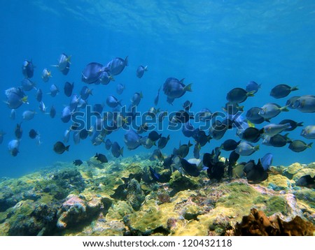 Shoal of Blue Tang fish and Ocean Surgeonfish over a coral reef, Caribbean sea