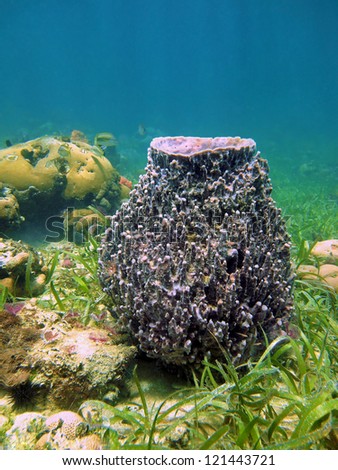 Giant barrel sponge Xestospongia muta on the seafloor of the Caribbean sea, Bocas del Toro, Panama