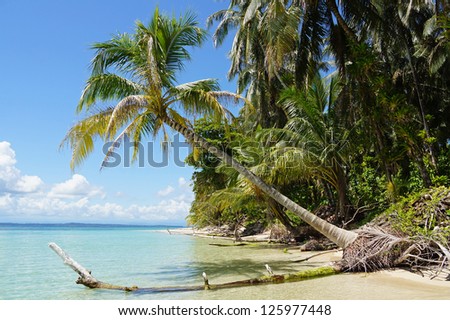 Tropical beach with a coconut tree leaning over the sea, Caribbean, Zapatilla island, Panama, Central America