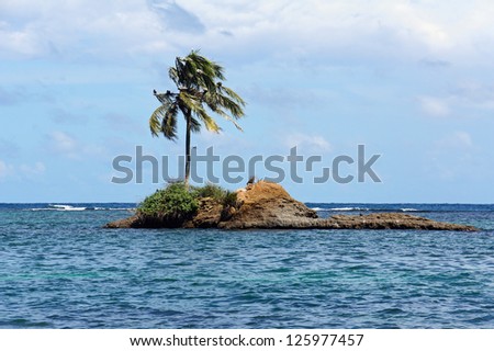 Rocky islet with a coconut tree and sea birds, Zapatillas island, Caribbean sea, Panama, Central America