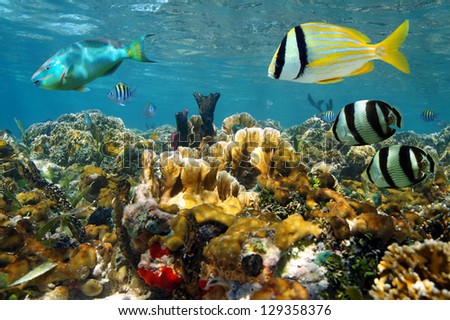 Shallow coral reef under the sea with colorful tropical fishes