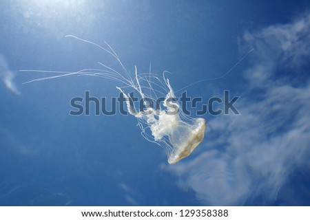 Underwater view of water surface with a Warty jellyfish and blue sky with clouds in background