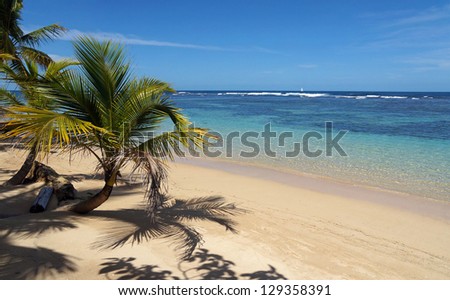 Pristine tropical beach with small coconut trees and clear water of its lagoon, Caribbean sea