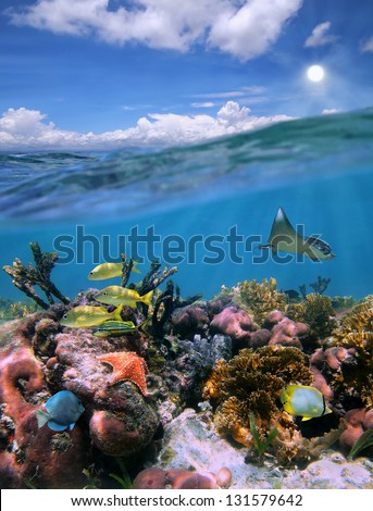 Underwater landscape in a colorful coral reef with fish and split by waterline, cloudy blue sky with the sun