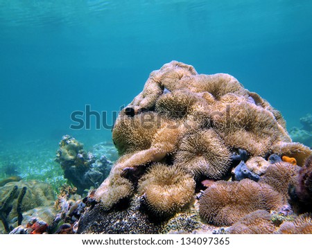 Group of sea anemone, Stichodactyla helianthus, underwater in the Caribbean sea