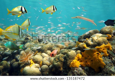 Thriving sea life underwater with school of tropical fish in a coral reef, Caribbean sea, Panama