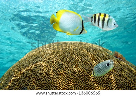 Photo of tropical fish above brain coral with water surface in background, Caribbean sea