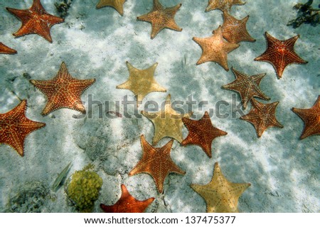 Many Cushion starfish underwater on sandy ocean floor, Atlantic, Bahamas islands