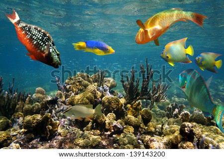 Healthy coral reef with colorful fish just under the water surface, Caribbean sea