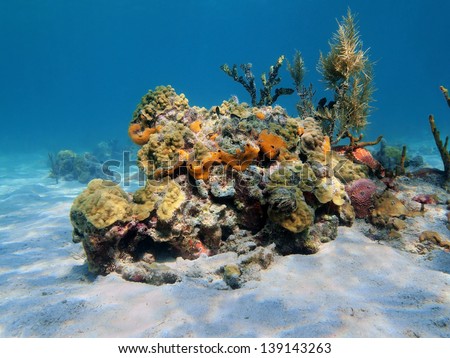 Corals and sea sponges underwater, Caribbean sea, Panama