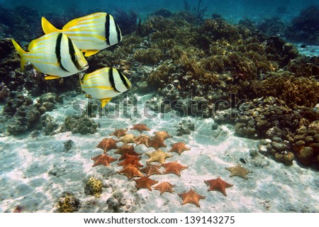 Coral reef with tropical fish and a group of Cushion starfish on the ocean floor, Atlantic, Bahamas islands