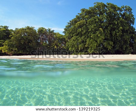 Over-under view of a tropical beach with lush tropical tree and sunlight on sandy seabed below water surface, Caribbean
