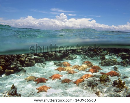 Split view with sky and clouds above, and underwater, many cushion starfish on sandy ocean floor