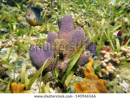 Underwater life, Branching tube sponge Aiolochroia crassa, with suenson\'s brittle star and a damselfish, Caribbean sea