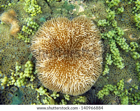 Sea anemone, Stichodactyla helianthus, underwater on the ocean floor
