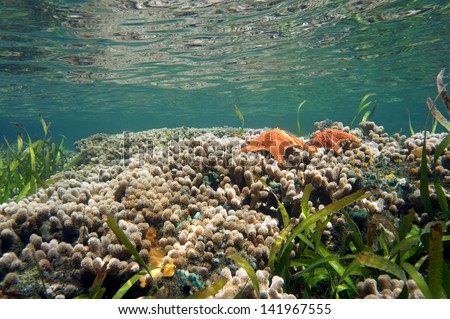 Underwater coral reef with starfish and the water surface, Caribbean sea, Panama