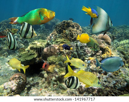 Healthy coral reef with colorful tropical fish, Caribbean sea