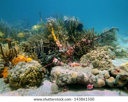 Underwater reef with beautiful colors of sea sponges and corals