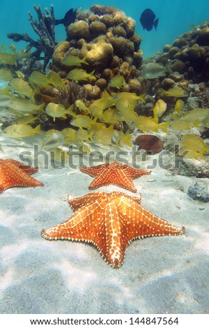 Sea stars in a coral reef with school of fish in background, Caribbean sea