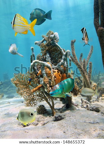 Under water marine life with tropical fish and colorful sea sponges fixed on coral, Caribbean sea