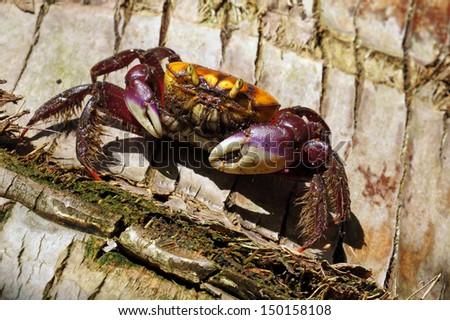 Close-up view of a mangrove crab on coconut tree trunk, Caribbean, Panama