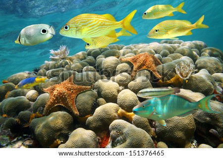 Starfish And Colorful Tropical Fish In A Coral Reef, Caribbean Sea